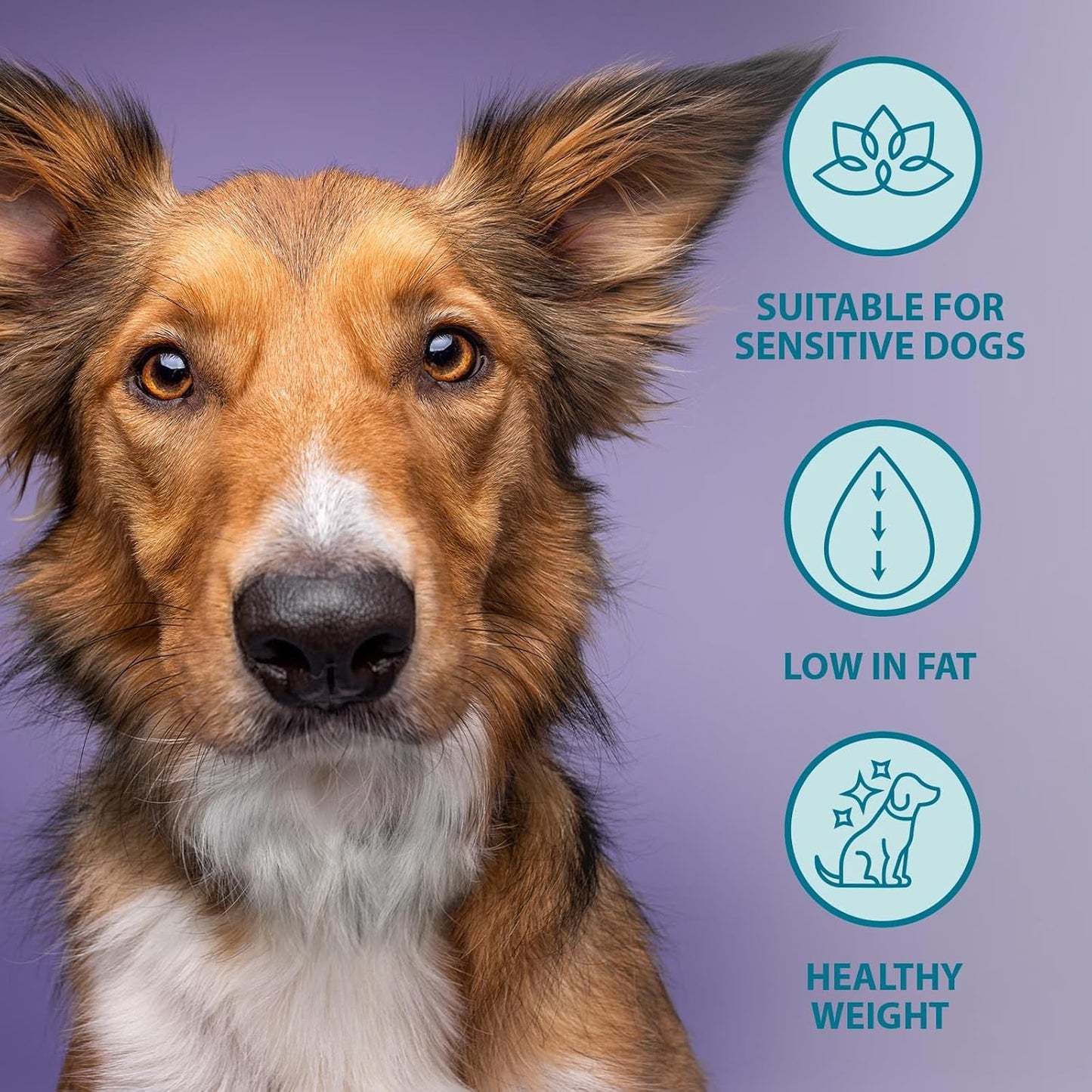 Burns Pet Nutrition Hypoallergenic Complete Dry Dog Food Adult and Senior Dog Weight Control Chicken and Oats 12 kg
